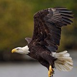 11SB0774 American Bald Eagle